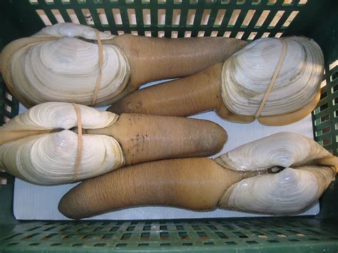 Bizarre Foods: Geoduck Anyone?