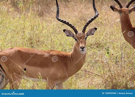 Animals at Ruaha National Park Stock Photo - Image of love, animals ...