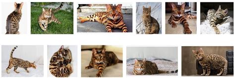 10 Famous Striped Tiger Cat Breeds in the World (Tiger Striped Cat ...