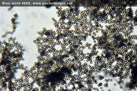 Microscope photos: White and Blue Mold – PocketMagic