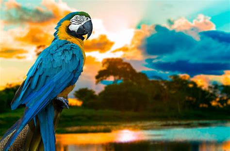 63.400+ Guacamayo Fotografías de stock, fotos e imágenes libres de ...