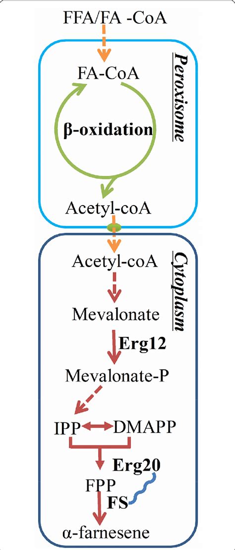 Metabolic pathway of α-farnesene synthesis from lipid substrate in Y ...