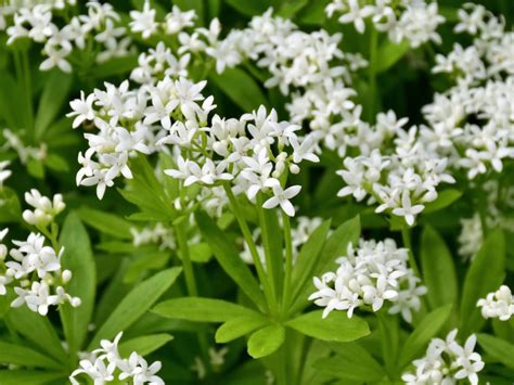 Growing Sweet Woodruff: Tips To Grow Sweet Woodruff Herb Dried Flower ...