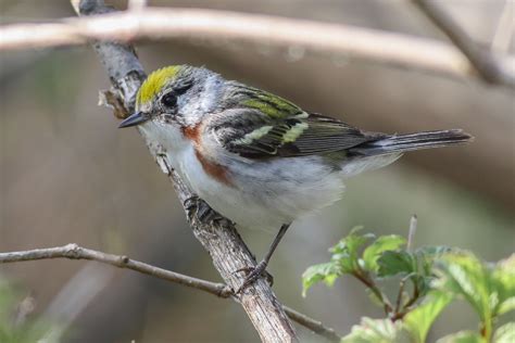 Chestnut-sided Warbler (female) – Jeremy Meyer Photography