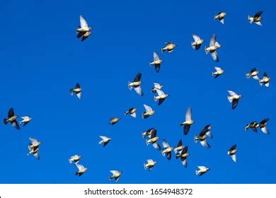 786 Waxwing Flock Images, Stock Photos, 3D objects, & Vectors ...