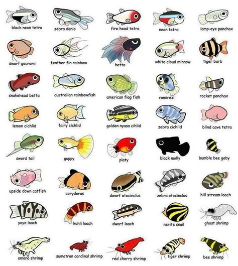 Aquarium fish reference for future pets | Tropical fish aquarium, Pet fish, Freshwater aquarium fish