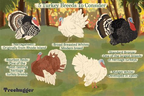 How to Choose Turkey Breeds