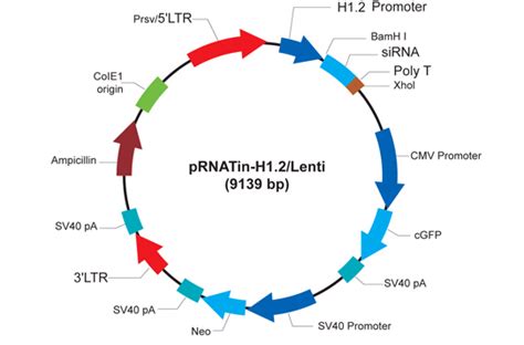 Model vector for the integration of siRNA [ | Download Scientific Diagram