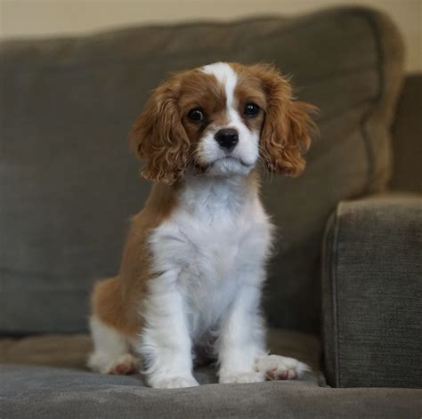 What to Know Before Owning a Cavalier King Charles Spaniel - PetHelpful