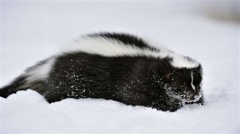 Not Raising a Stink: Where Did the Skunks Go?