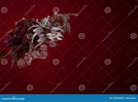 Bouquet of flowers stock photo. Image of celosia, bouquet - 162940396