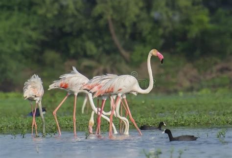 Greater Flamingo Flock in the Wetland Stock Photo - Image of coots ...