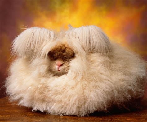 The Cuddly, Fluffy, Surreal World of Angora Show Bunnies - The New York ...