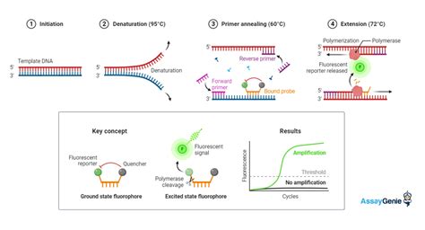 PCR : Types and Applications - Assay Genie