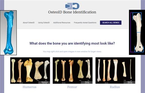 Biology | Free Full-Text | Forensic Tools for Species Identification of Skeletal Remains ...