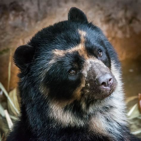 Turbo the Andean Bear | Spectacled bear, Animals wild, American animals