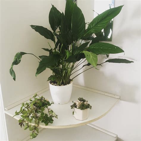 FREE OFFICE PLANTS from your... - Eco Balance Landscapes