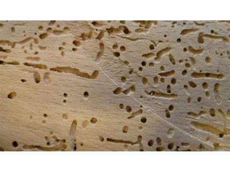 Rid Your Home of Woodworm with these Simple Solutions