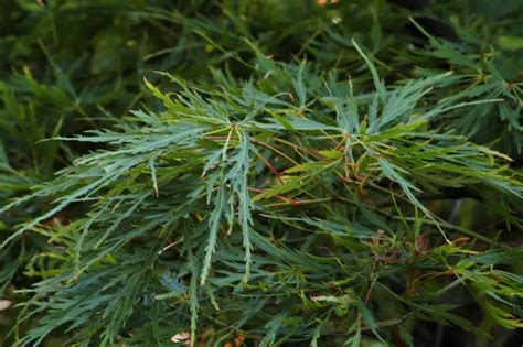 Acer palmatum ssp. matsumurae 'Seiryu' - Common Bonsai,Deciduous,Tree ...