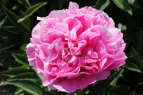 Think Pink (Pink Pride) – R2 Flowers BV | Broker in Paeonia