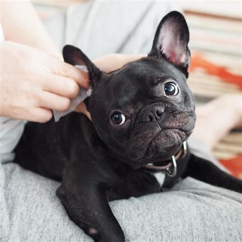 Theo on Instagram: “Dad, why does my right ear get dirty faster than my left one? 💭😧😂👂 パパ、僕どうして ...