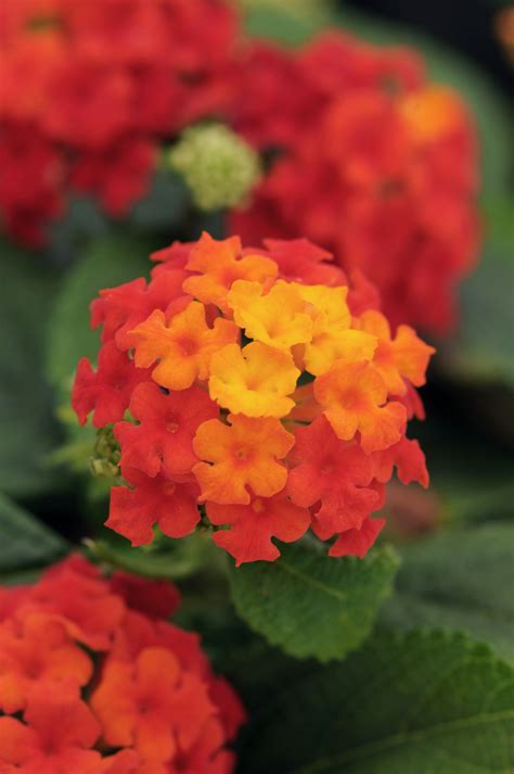 Lantana Plant Colors