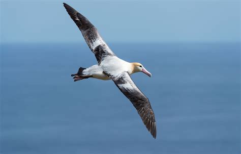 Short-tailed Albatross | Audubon Field Guide