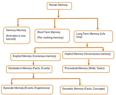 Human Memory Diagram