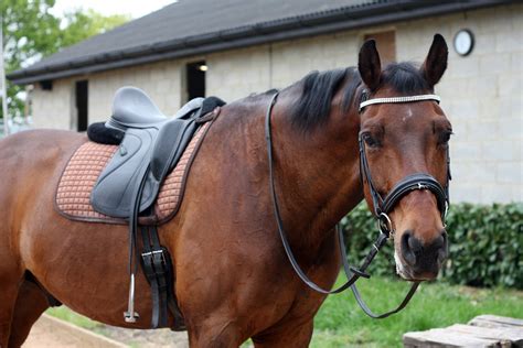 Myth Busters: Do Horses Actually Like Being Ridden? - Horse Rookie