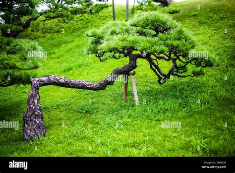 Japanese garden, Kyoto, Japan Stock Photo - Alamy