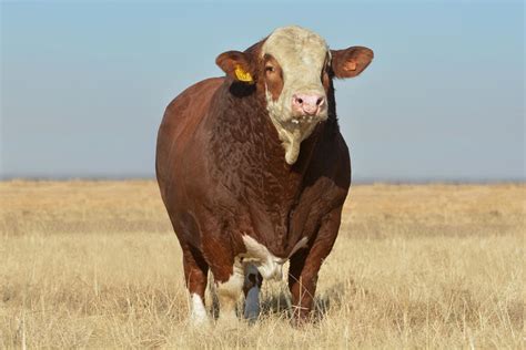 Simmentaler Cattle, South Africa