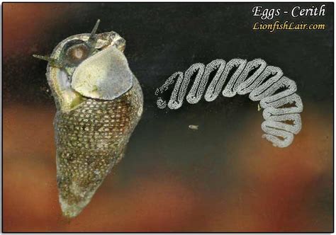 Cerith snail eggs? - Identification Forum - Nano-Reef Community