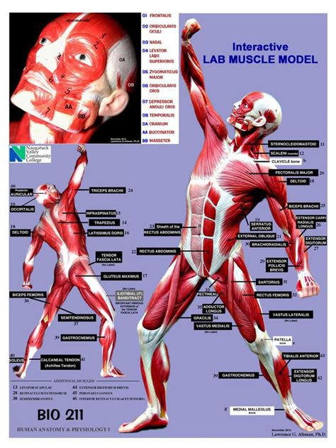 Muscle Models Anatomy