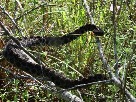 Sistrurus Miliarius - Pygmy Rattlesnake - USA Snakes