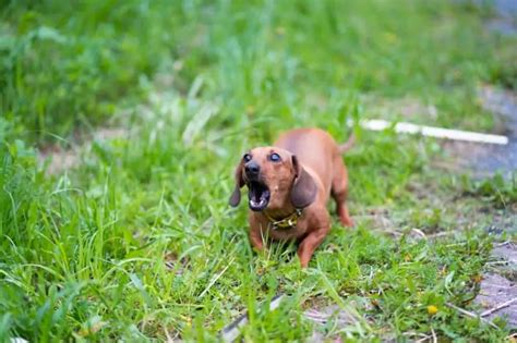 Why Dachshunds Bark So Much? | dachshund-central