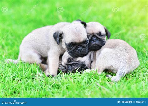 Cute Puppies Pug Sleeping Together Stock Photo - Image of playful, lazy: 125530846