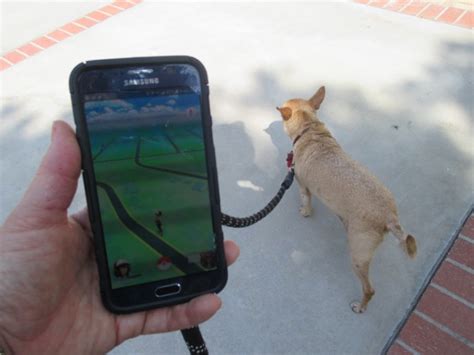 New Pokemon app sparks rise in dog walks - Dogslife. Dog Breeds Magazine