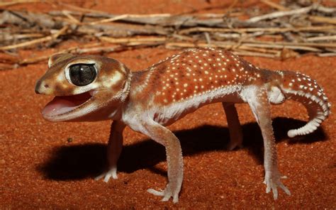 Download Animal Gecko HD Wallpaper