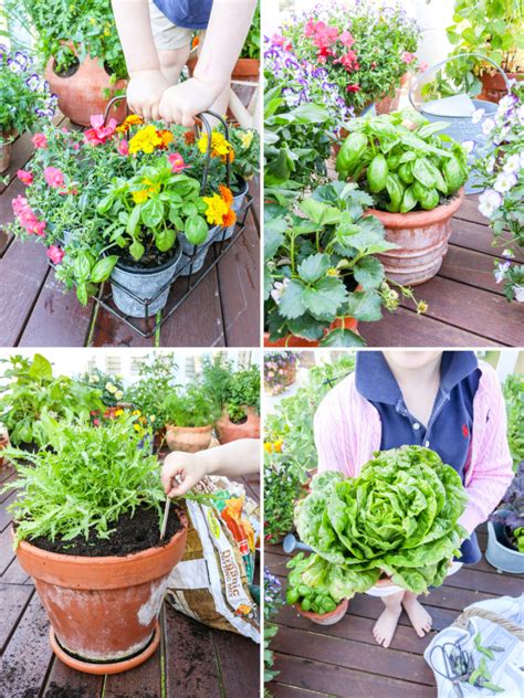 how to grow a kitchen garden in pots - my lovely little lunch box