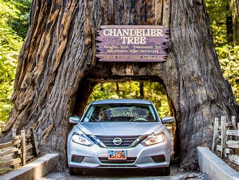 The 13 Best Places to See California Redwoods Up Close