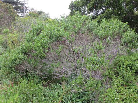 Baccharis pilularis, Coyote Bush – Larner Seeds