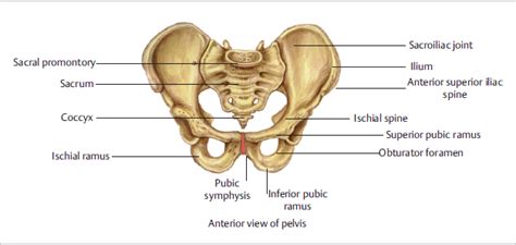 Superior Pubic Ramus Fracture