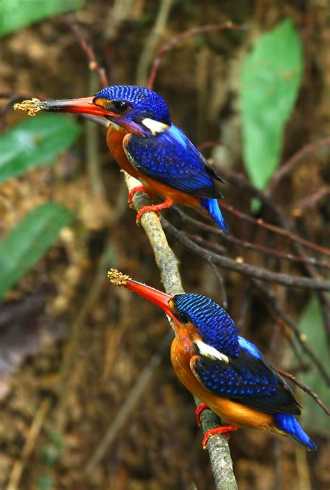 Blue-eared Kingfisher, pair | was looking for him everywhere… | Flickr