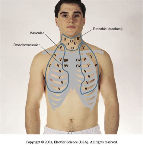 Pulmonary Assessment Flashcards | Chegg.com | Nurse teaching, Nursing school survival, Nursing ...