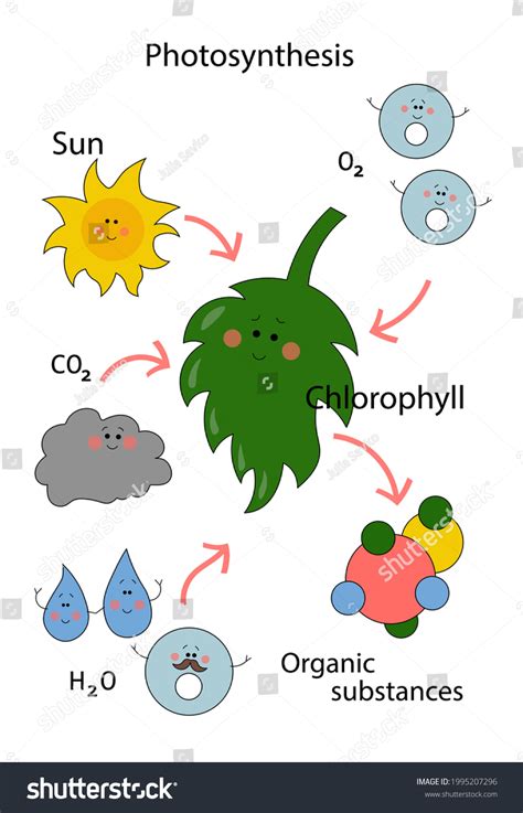 Green Cartoon Scheme Photosynthesis Plants Stock Vector (Royalty Free) 1995207296 | Shutterstock