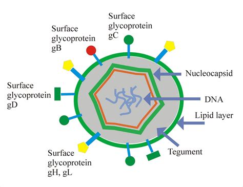 TORCH Profile – Part 3 – Herpes simplex (Herpesvirus type 1 and type 2) – Labpedia.net