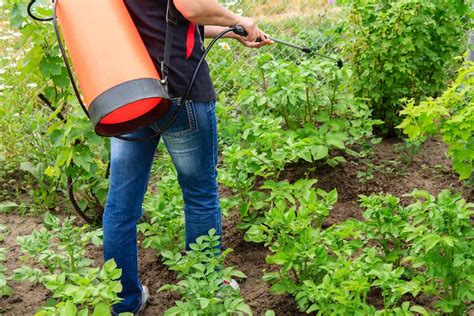 What Insecticide Kills Chiggers in Your Yard - Trim That Weed