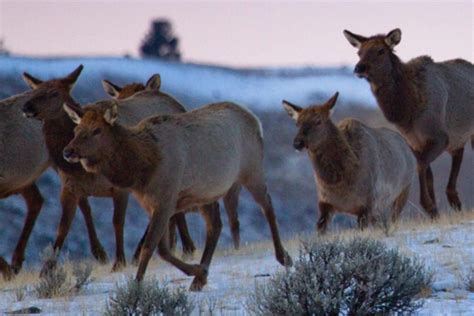 Environmental Monitor | Advanced GPS collars track yellowstone elk