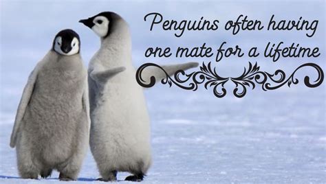 Penguins Teaches Us A lot About Love.