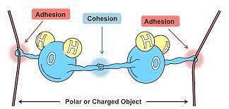 Difference Between Adhesion and Cohesion